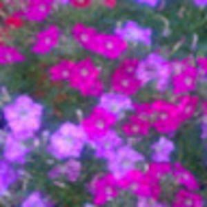 Meet your Posher, Vee